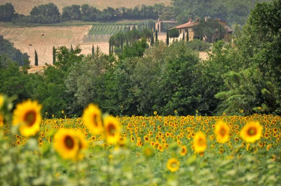 QuercetoにあるAgriturismo Val di Sterzaの背景のひまわり畑