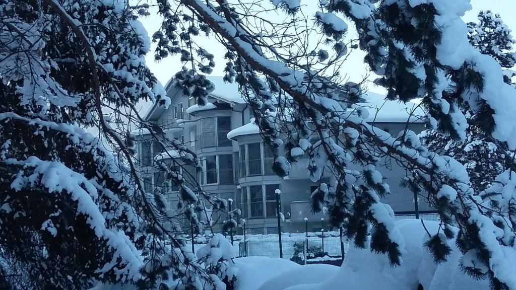 アルテンマルクト・イム・ポンガウにあるAppartement am Schlatterbergの雪に覆われた木々が目の前に広がる家