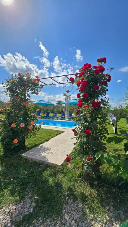 two bushes with red flowers next to a swimming pool at Casa cu Trandafiri Murighiol in Murighiol