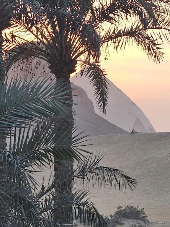 a palm tree and a mountain in the desert at Dahshur Pyramids View Inn in Giza