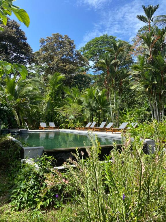 a pool in the middle of a forest with lounge chairs at Passion Fruit Lodge in Cahuita