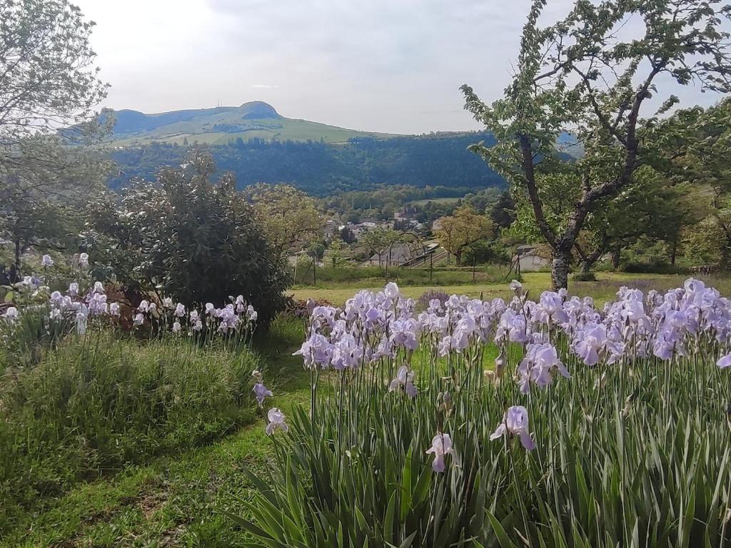 a field of purple flowers with a mountain in the background at Maisonnette de vignes avec vue imprenable in Marvejols