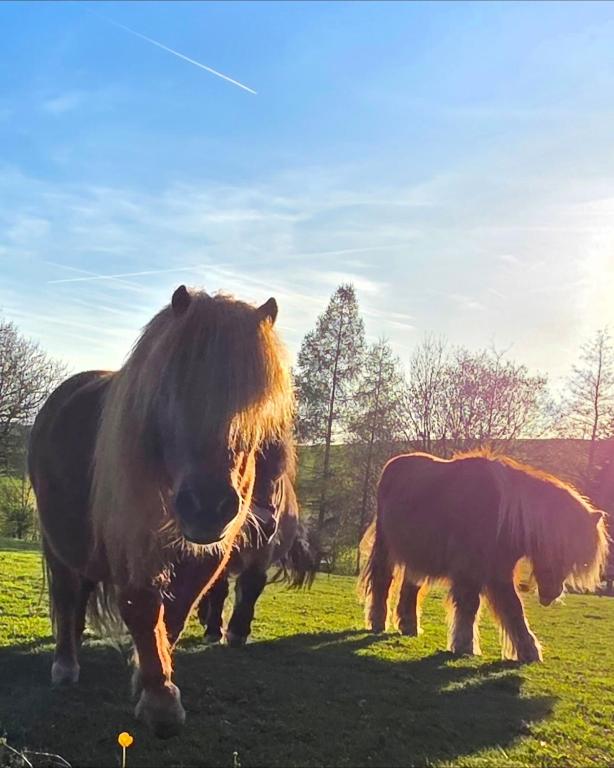 a horse and a cow standing in a field at Pferdeglück in Remptendorf