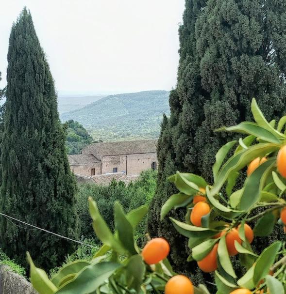 a bunch of oranges growing on a tree at Orto dei Frati in Sortino