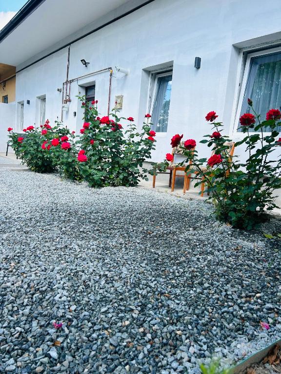 a group of red roses in front of a building at Nicotel in Turda