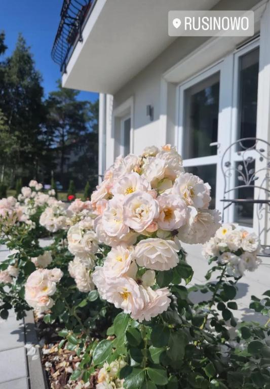 a bunch of pink flowers in front of a house at Willa Róż in Rusinowo