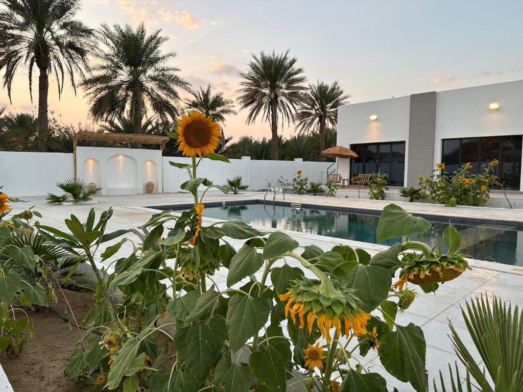 a house with a pool and a sunflower at Etlaala Chalet in Ibri