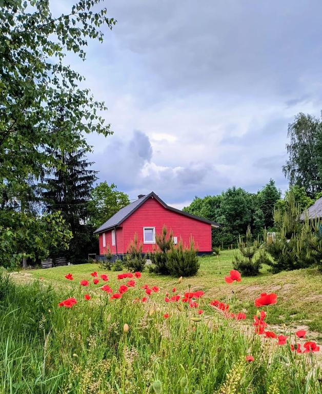 a red barn in the middle of a field of flowers at Leśne Doliny 38 in Zwiartów