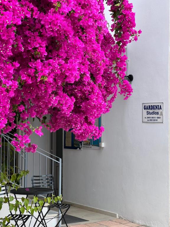a bunch of pink flowers hanging from a building at Gardenia studios in Nydri