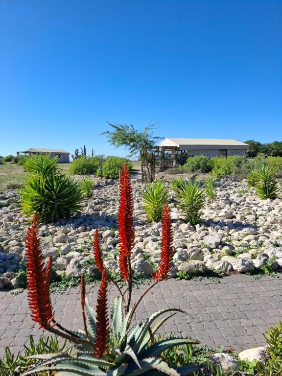 a succulent garden with red flowers and rocks at Thali Thali Game Lodge in Langebaan