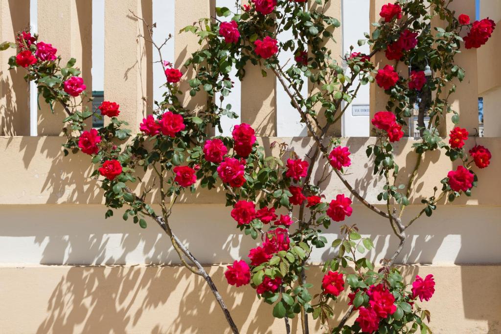 Fotografie z fotogalerie ubytování Villa Raffaella v destinaci Santa Cesarea Terme