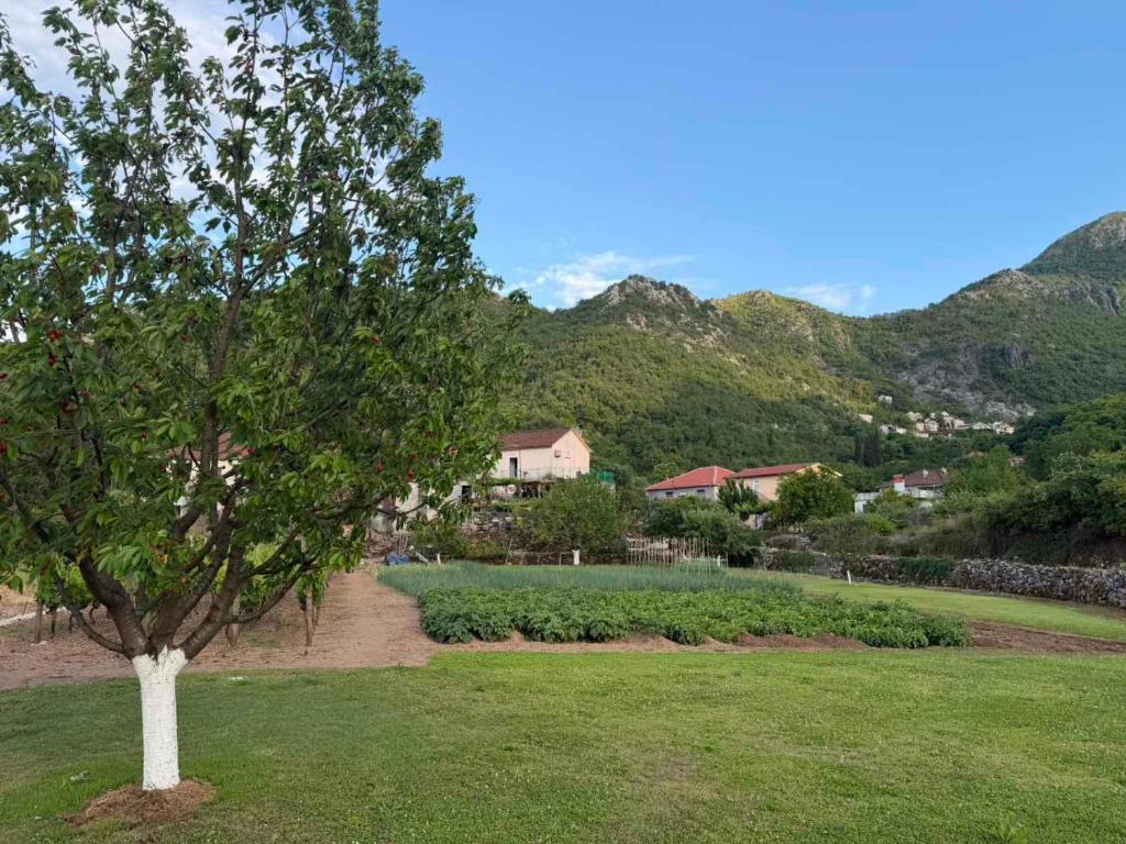 a tree in a field with mountains in the background at Guesthouse Feel Lake in Virpazar