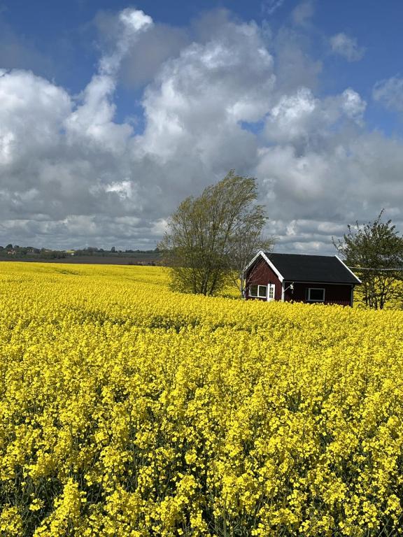 a barn in the middle of a field of yellow flowers at Stuga nära havet in Ystad