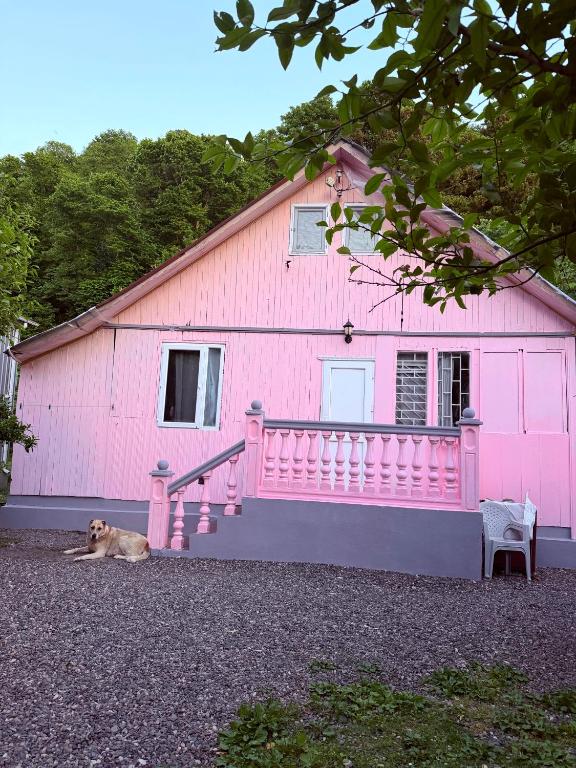 a dog laying in front of a pink building at House in Gonio-Kvariati economy class in Kvariati