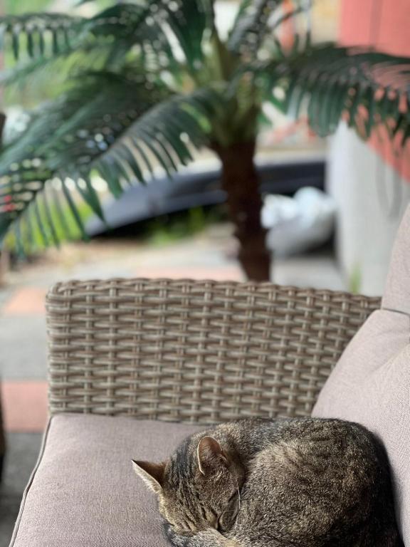 a cat laying on a wicker couch next to a palm tree at Vila zvjezda 2 in Jajce