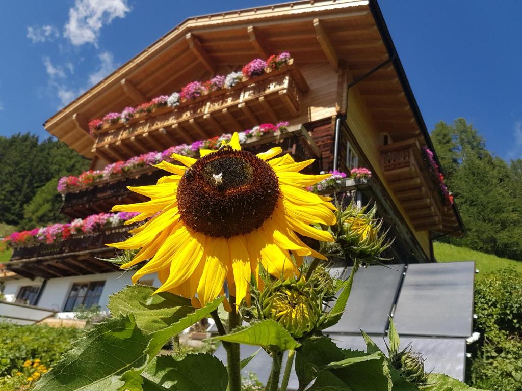 a large yellow sunflower in front of a building at Niederhaushof in Santa Valpurga