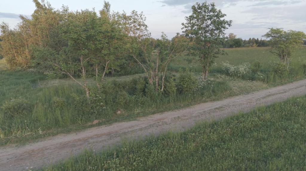 a dirt road in a field with trees and grass at Place for tent - Miejsce na namiot u stóp natury in Kuty