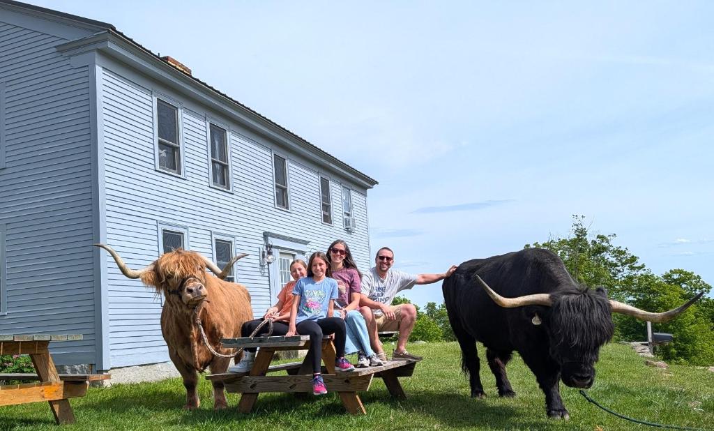 a group of people sitting on a bench next to two bulls at Cozy Highland Cattle-View Suite Peaceful, Private Pet-Friendly in Loudon