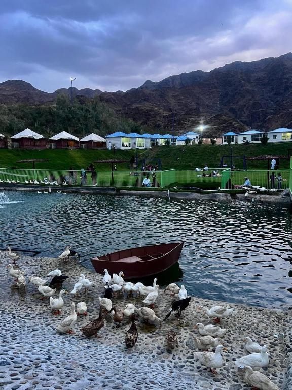 a group of ducks and a boat in the water at منتجع خيال رفيف in Ḩarshaf