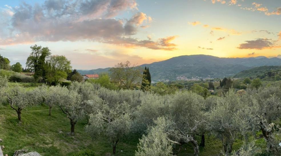 a field of trees with a sunset in the background at Oasi della Calvana in Vaiano