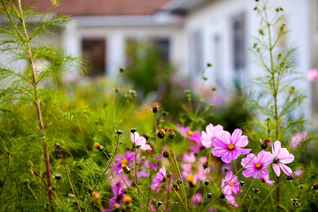 un campo de flores frente a una casa en Engels Landhaus Suite, en Mörbisch am See