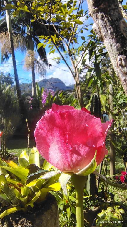 a pink flower is growing in a garden at Recanto Suíço in Lumiar