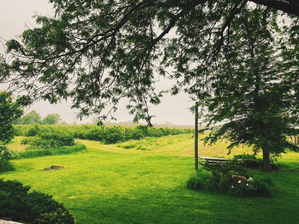a park with a bench and a tree in a field at Orchard Haven in Orono