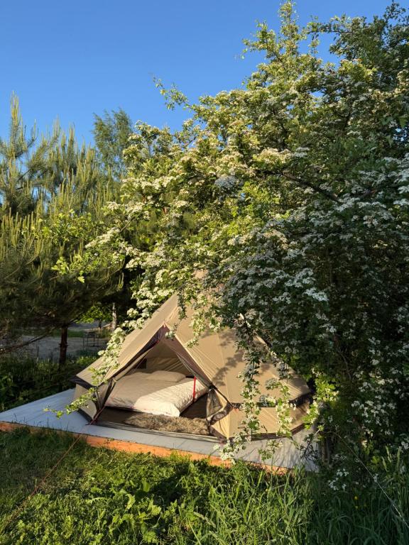 a tent sitting in the grass under a tree at Pine Nest Glamping in Vilnius