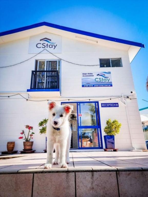 a white dog standing in front of a house at CStay in Picnic Bay