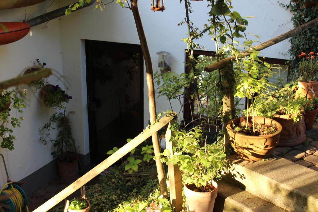 Ein Haufen Topfpflanzen auf der Treppe in der Unterkunft Ferienwohnung Familie Schaefer in Schmallenberg