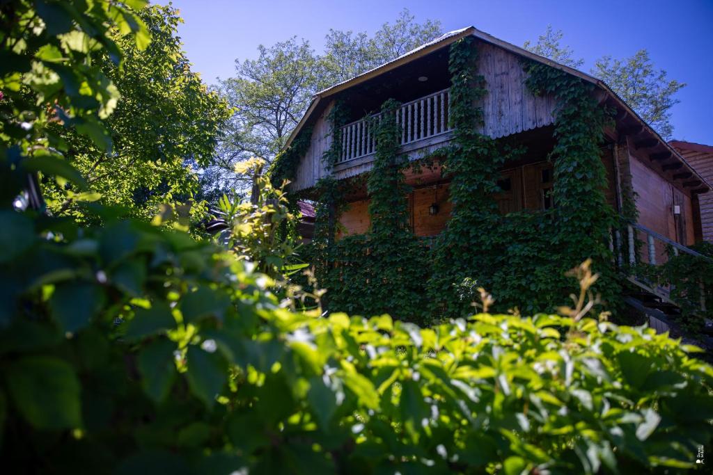 a house covered in ivy in the yard at Gora Babilina in Gordi