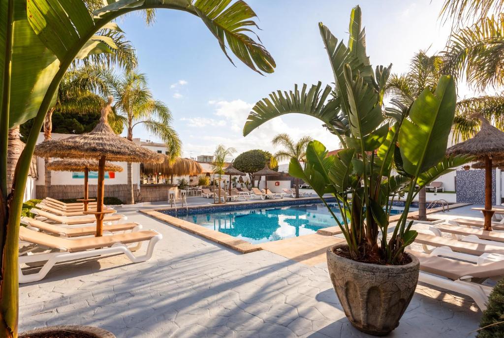 a resort pool with lounge chairs and a palm tree at Hotel Chevy & Suites in Cala Ratjada