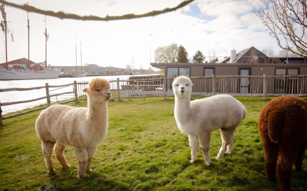three llamas standing in a field near the water at De Waterlodge - Uniek verblijf aan het water in Franeker