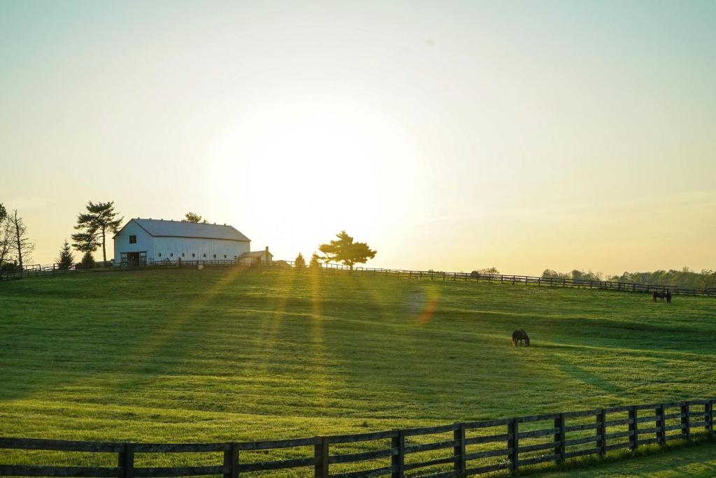 a horse grazing in a field with a fence at Holiday Inn Express & Suites Morehead by IHG in Morehead