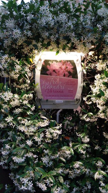 a flower bush with a tv in the middle of it at I Tre Oleandri Varenna in Varenna