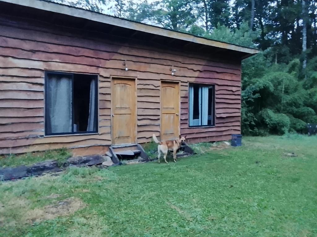 a dog standing in front of a cabin at Rio liucura cabañas in Collentañe