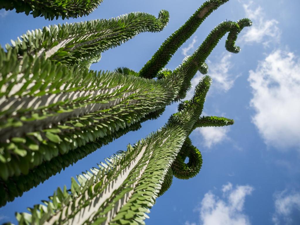 Fotografia z galérie ubytovania Garden Cactus v destinácii Villaggio Mosè