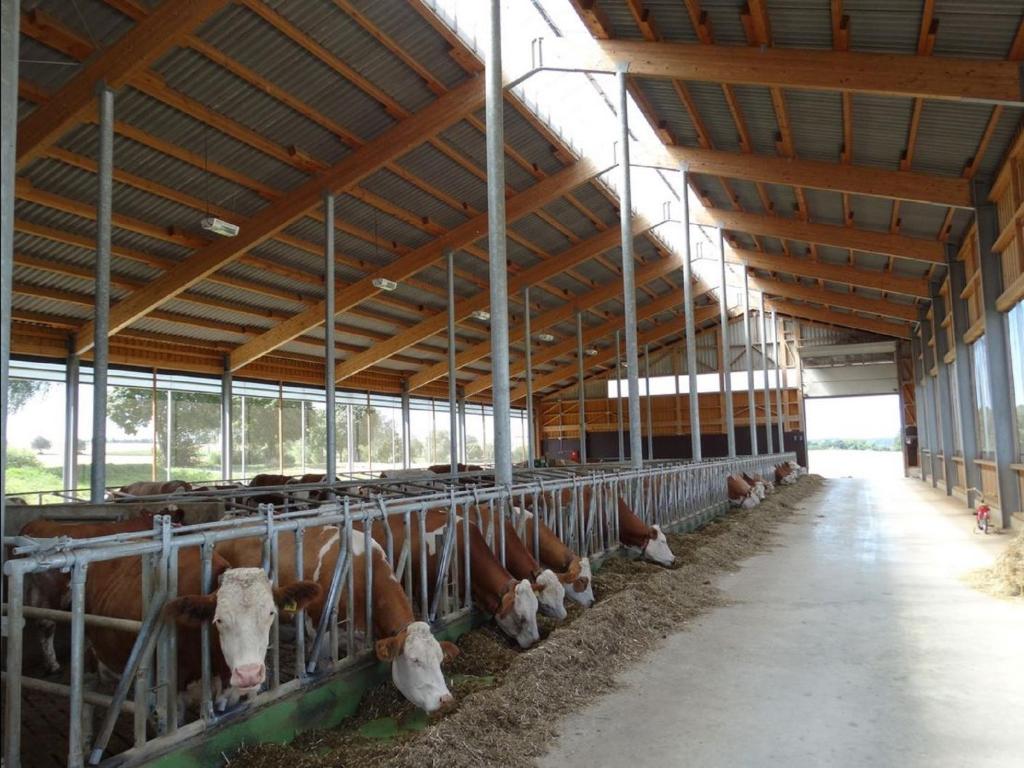 Un groupe de vaches se tient dans une grange dans l'établissement Schwarz-Hof, à Plossberg