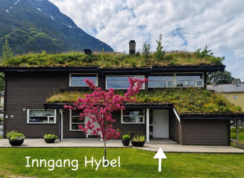 ein Haus mit Gründach und einem Baum in der Unterkunft LeiraLy in Veblungsnes