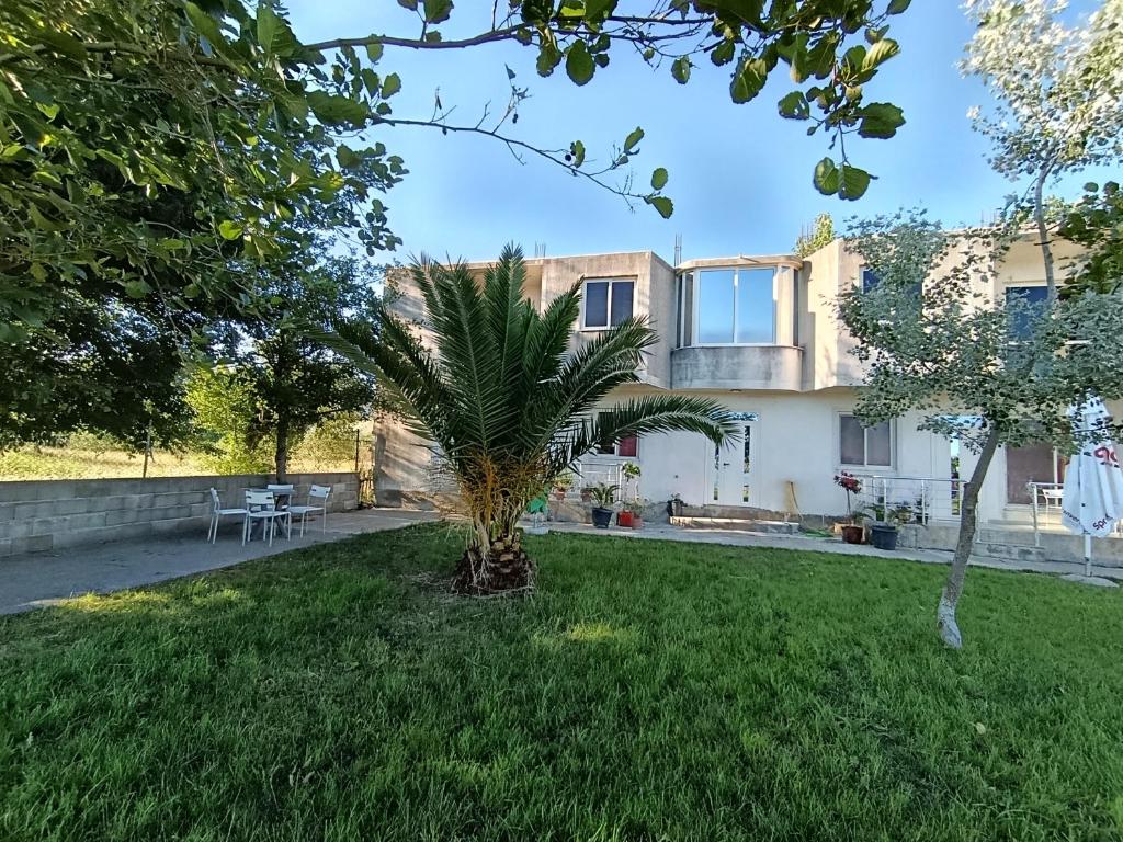 a palm tree in the yard of a house at Te Shkodrant in Baks-Rrjoll