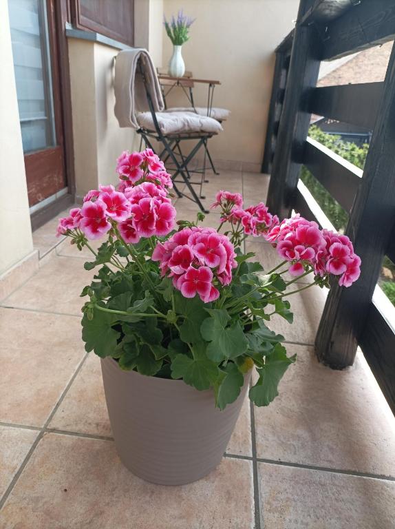 a pot of pink flowers sitting on a porch at Levendula Apartman in Bačka Topola