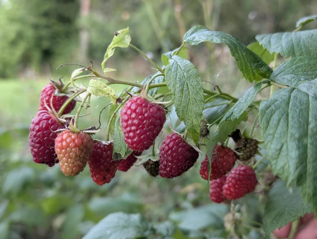 a bunch of red strawberries hanging from a plant at Bobrowe zacisze in Wleń