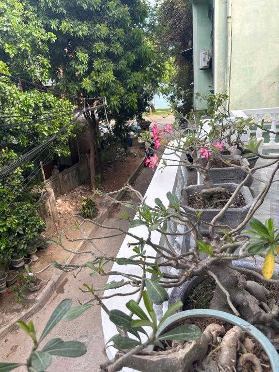 a garden with plants and flowers on the side of a building at A T Homestay in Thôn Dương Xuân Hạ