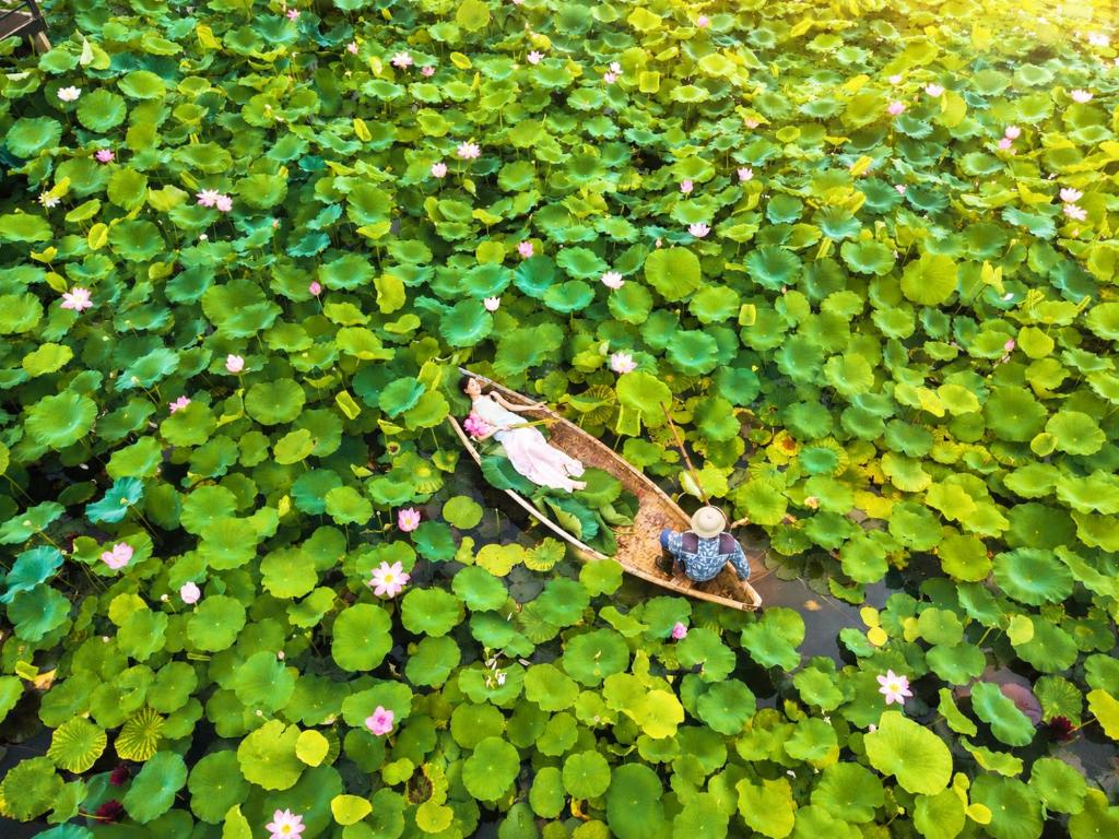an overhead view of a boat in a pond with flowers at Lotus Hotel Vuon Vua Phu Tho in Phú Thọ