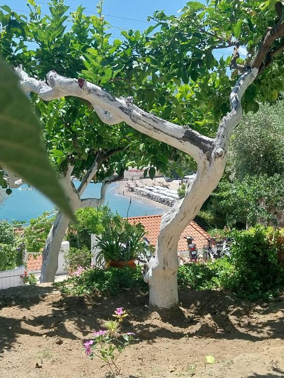 a tree in the middle of a garden at Sea View Garden in Poros