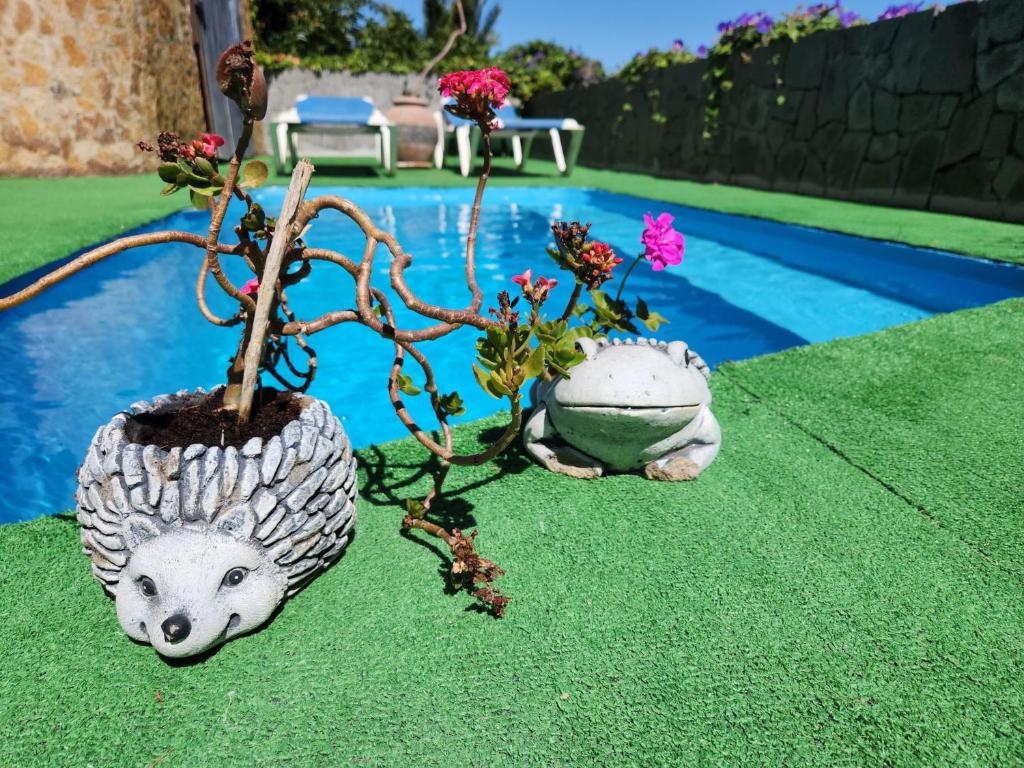 a plant in a vase next to a pool at Villa Perdomo in Las Palmas de Gran Canaria