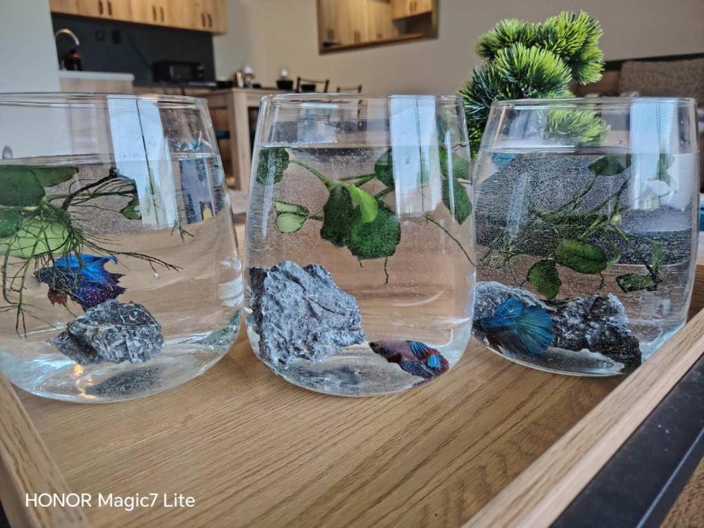 Drei Glasvasen mit Pflanzen darin auf einem Tisch in der Unterkunft Apartment Maliva in Weliko Tarnowo