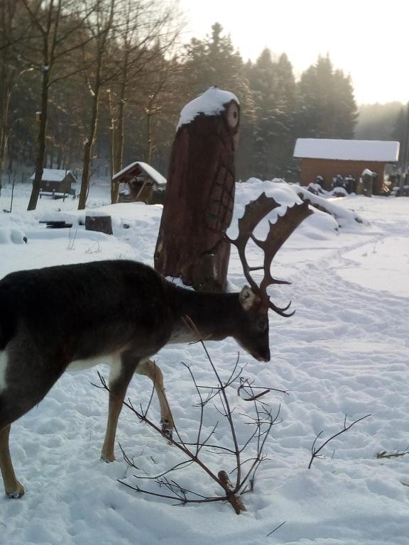 Zvířata v apartmánu nebo okolí