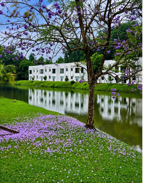 a tree in the middle of a lake with purple flowers at Landed IOI City Mall Country Heights Putrajaya Homestay in Kajang