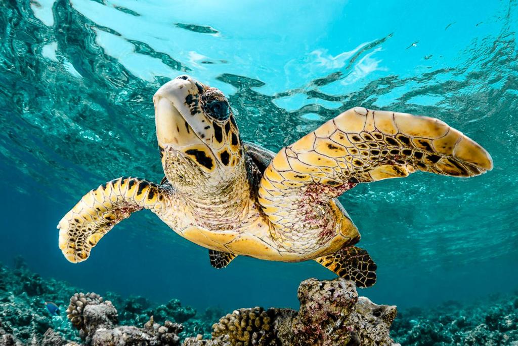 a green sea turtle swimming in the ocean at Sansara Maldives - The Untouched South, Easy Access via Sri Lanka in Meedhoo